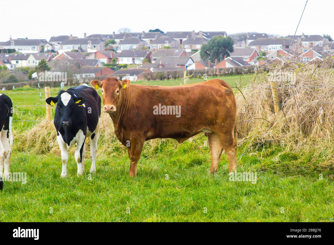 Friesisches Rind mit einem Stier und Kälbern, die in der Ecke eines Feldes in der Nähe des Groomsport-Dorfes in Nord-Down-Nordirland weiden Stockfoto