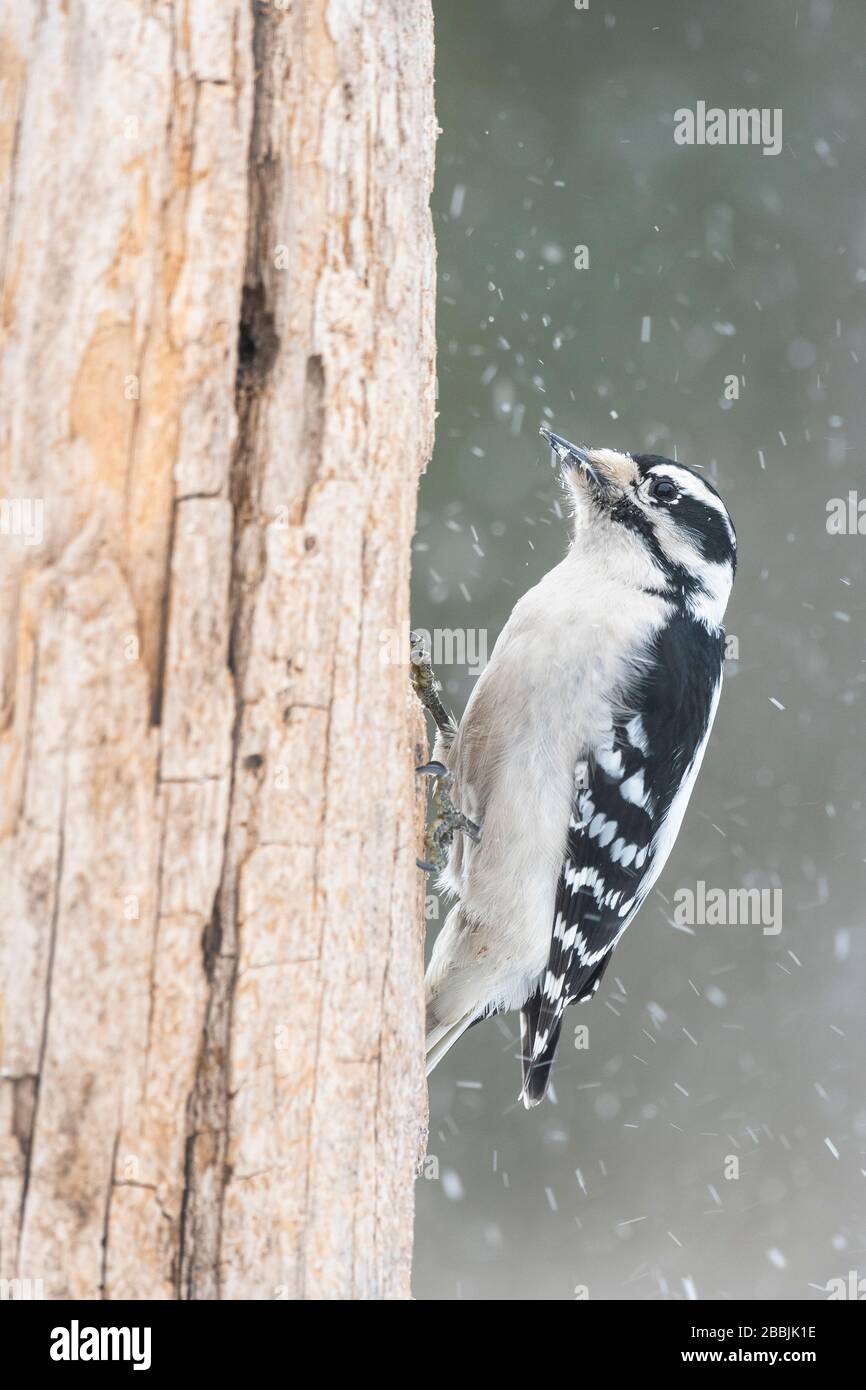 Downy Woodpecker (Dryobates pubescens), weiblich, auf totem Baum auf der Suche nach Nahrung; Winter; E Nordamerika; von Dominique Braud/Dembinsky Photo Assoc Stockfoto
