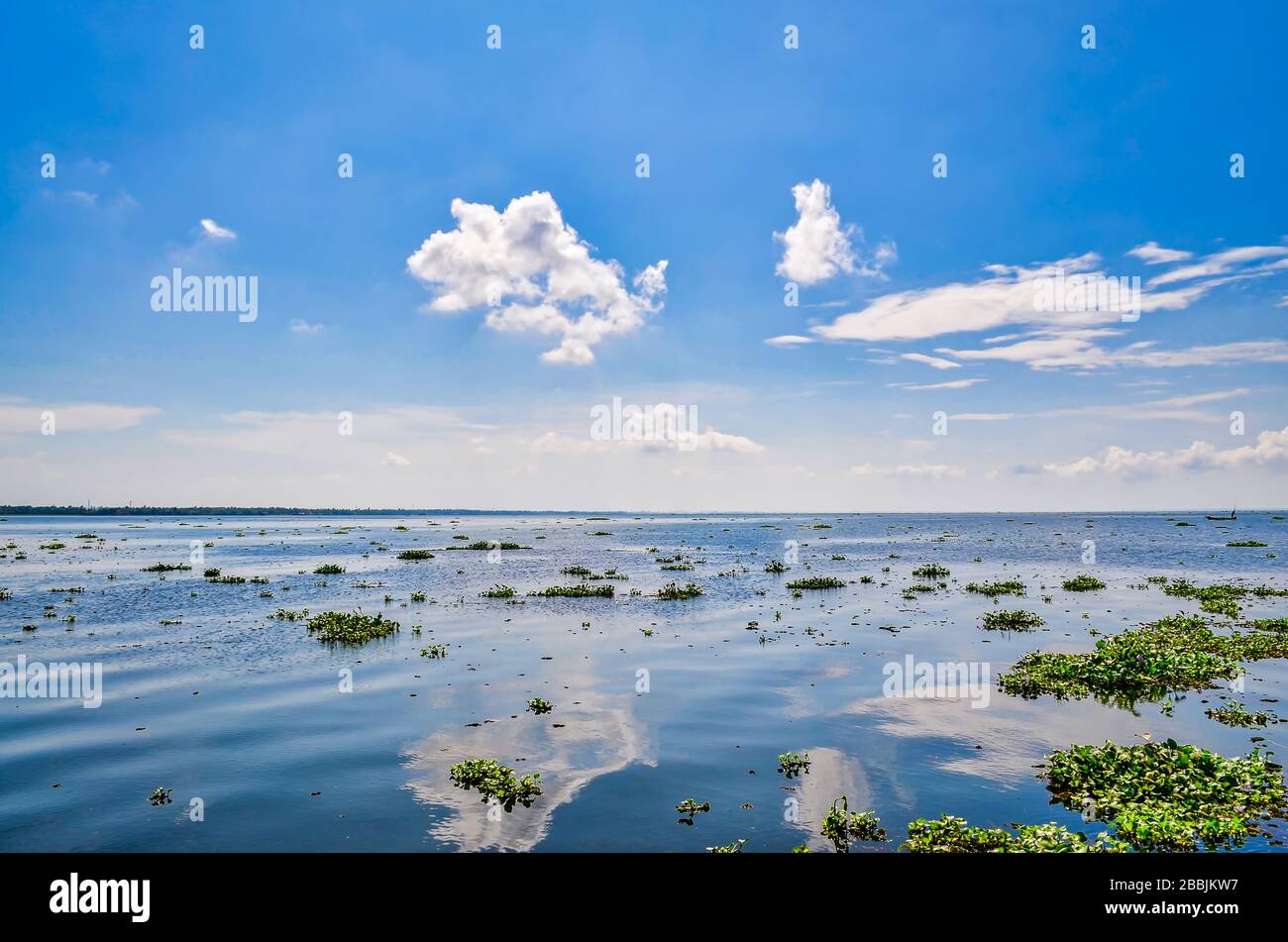 Der riesige Algenhorizont füllte Rückwässer mit einem schönen klaren blauen Himmel, der sich auf der Wasseroberfläche niederschlug. Aus Kerala, Indien. Stockfoto
