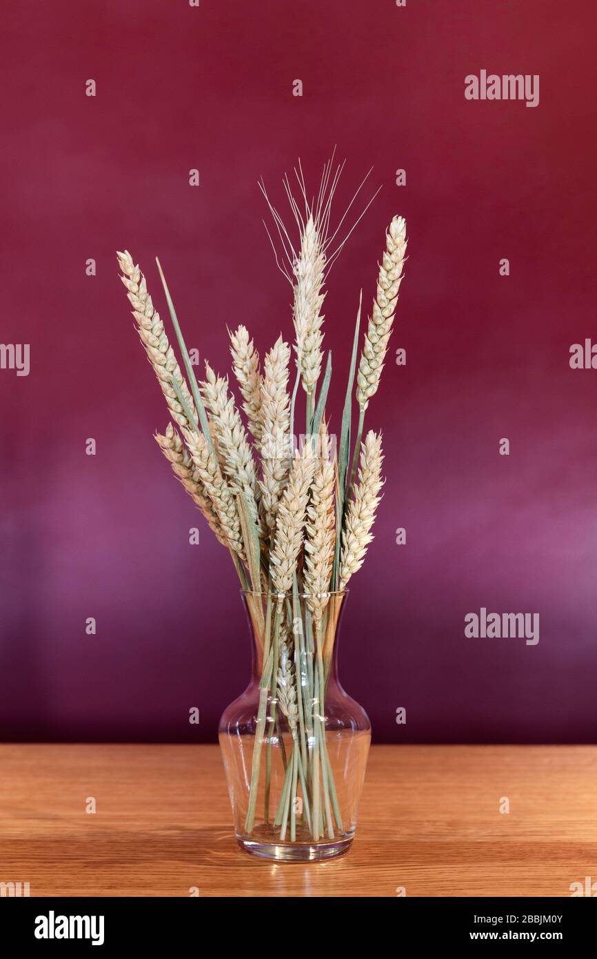 Bund goldener Keuchen in kleiner gläserner durchsichtiger Vase auf dem Tisch, weinroter violetter Hintergrund. Weizenähren . Kleiner Blumenstrauß aus getrocknetem Weizen. Stockfoto