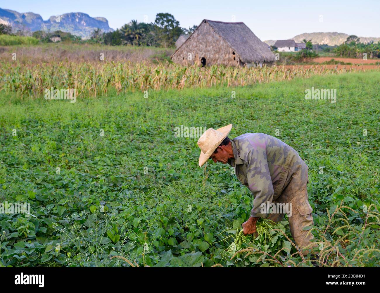 Bauer, der in Field, Vinales, Provinz Pinar del Rio, Kuba arbeitet Stockfoto