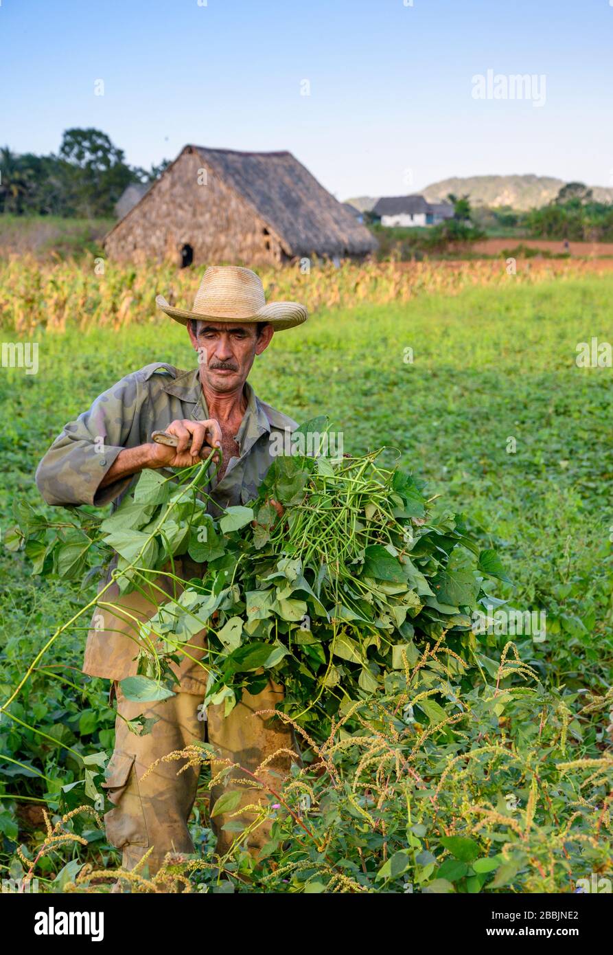 Bauer, der in Field, Vinales, Provinz Pinar del Rio, Kuba arbeitet Stockfoto