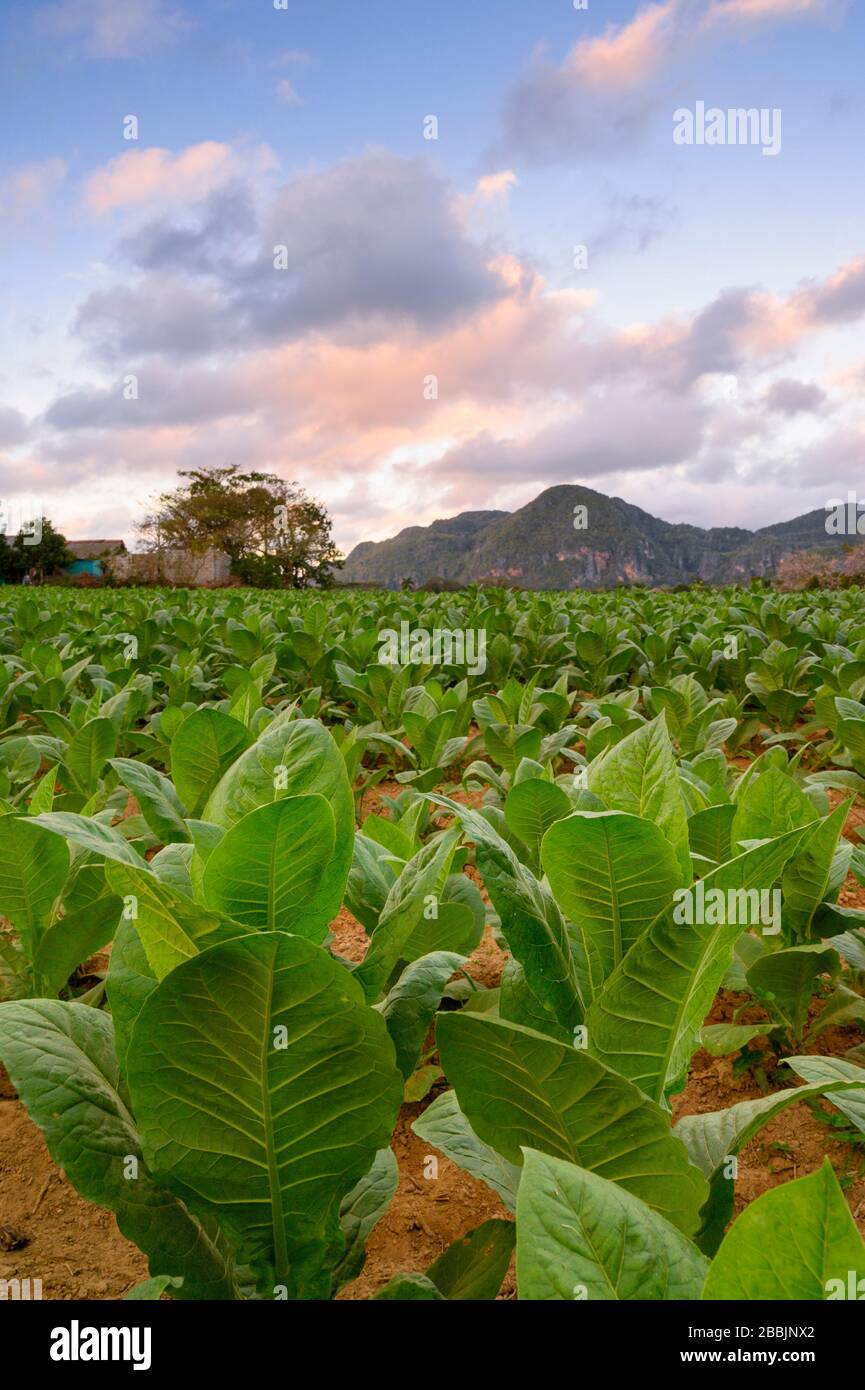 Zigarren-Tabakfeld, Vinales, Provinz Pinar del Rio, Kuba Stockfoto