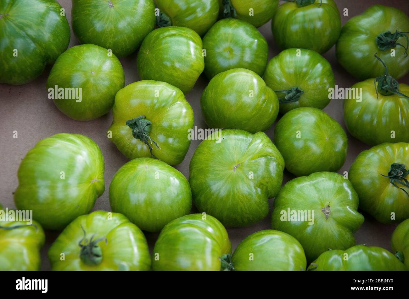 Grüne Tomaten in einem Bauernhaus, Surrey, England Stockfoto