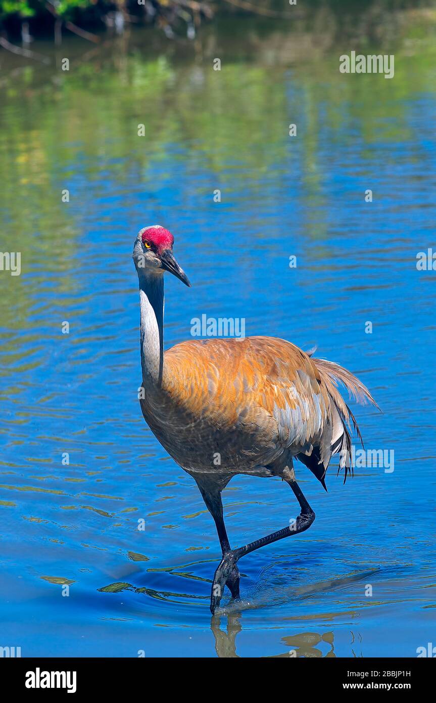 Ein Sandhill Crane (Antigone canadensis) waten in einem Teich. Stockfoto