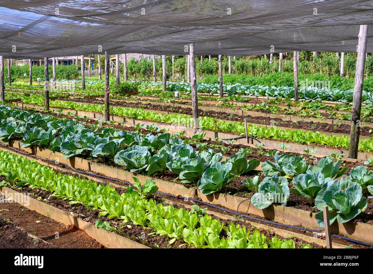 Bioprodukte Farm, Vinales, Pinar del Rio Provinz, Kuba Stockfoto