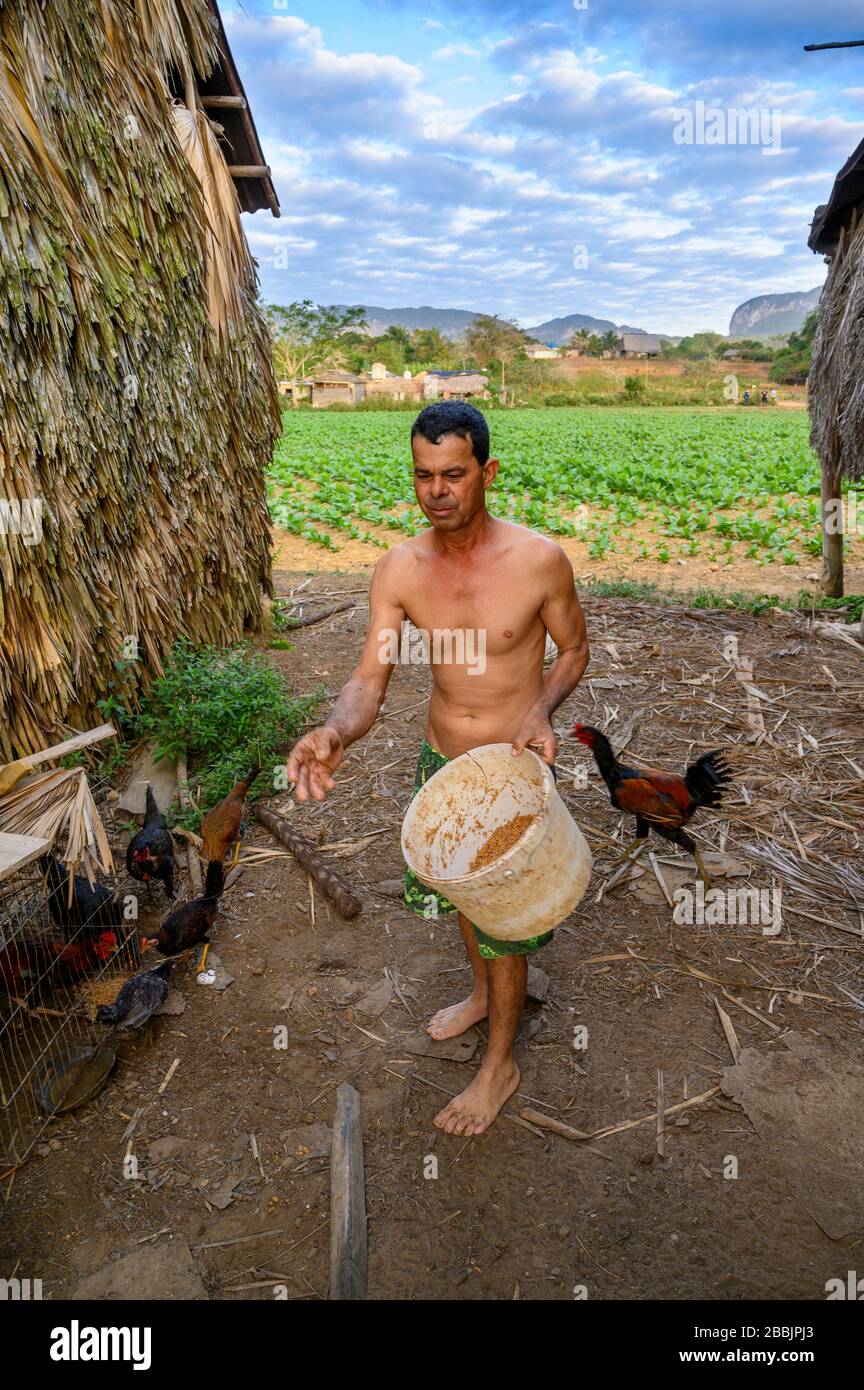 Bauer füttert Hühner, Vinales, Provinz Pinar del Rio, Kuba Stockfoto