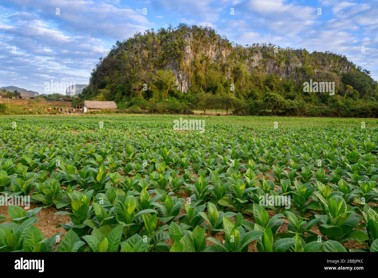 Zigarren-Tabakfeld, Vinales, Provinz Pinar del Rio, Kuba Stockfoto