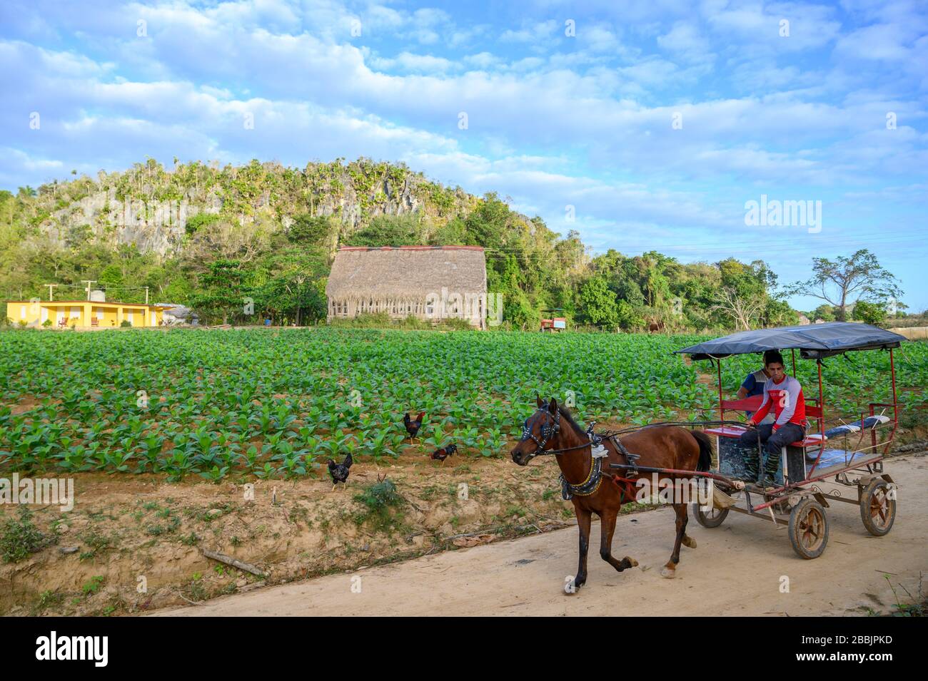 Pferdewagen, Zigarrenfeld, Vinales, Provinz Pinar del Rio, Kuba Stockfoto