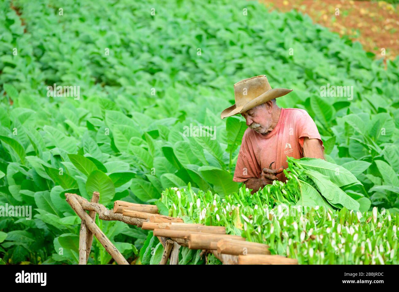 Ernte von Tabak, Vinales, Provinz Pinar del Rio, Kuba Stockfoto