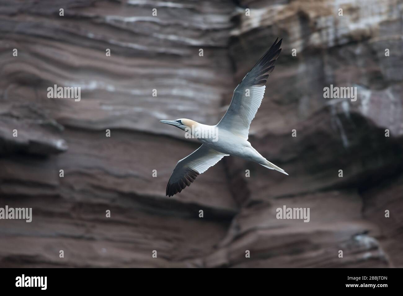 Northern Gannets, Noss NNR, Shetland, Großbritannien Stockfoto