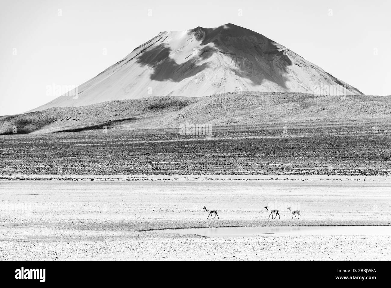 Kontrastreiches Schwarzweißfoto von drei Vicuna, die vor dem Vulkan Misti in der Nähe von Arequipa, Peru, spazieren gehen. Stockfoto