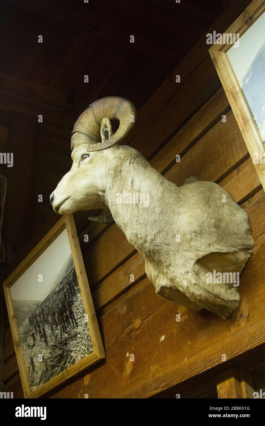 Ein Kopf eines taxidermy Widders an einer Wand montiert Stockfoto