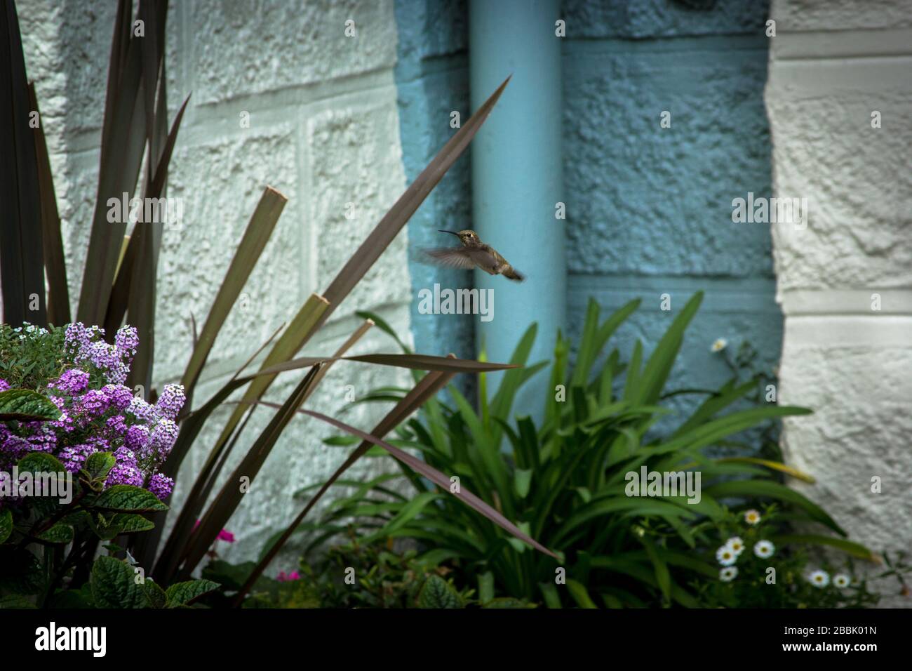 Ein winziger schneller Kolibri, der nach Blumen sucht Stockfoto