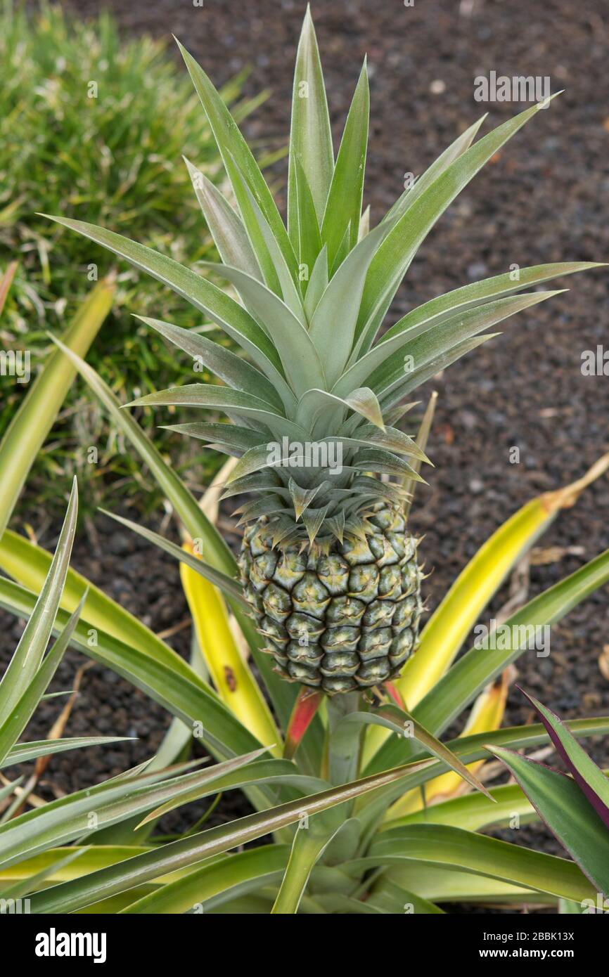 Ananasgarten Fotos und Bildmaterial in hoher Auflösung Alamy