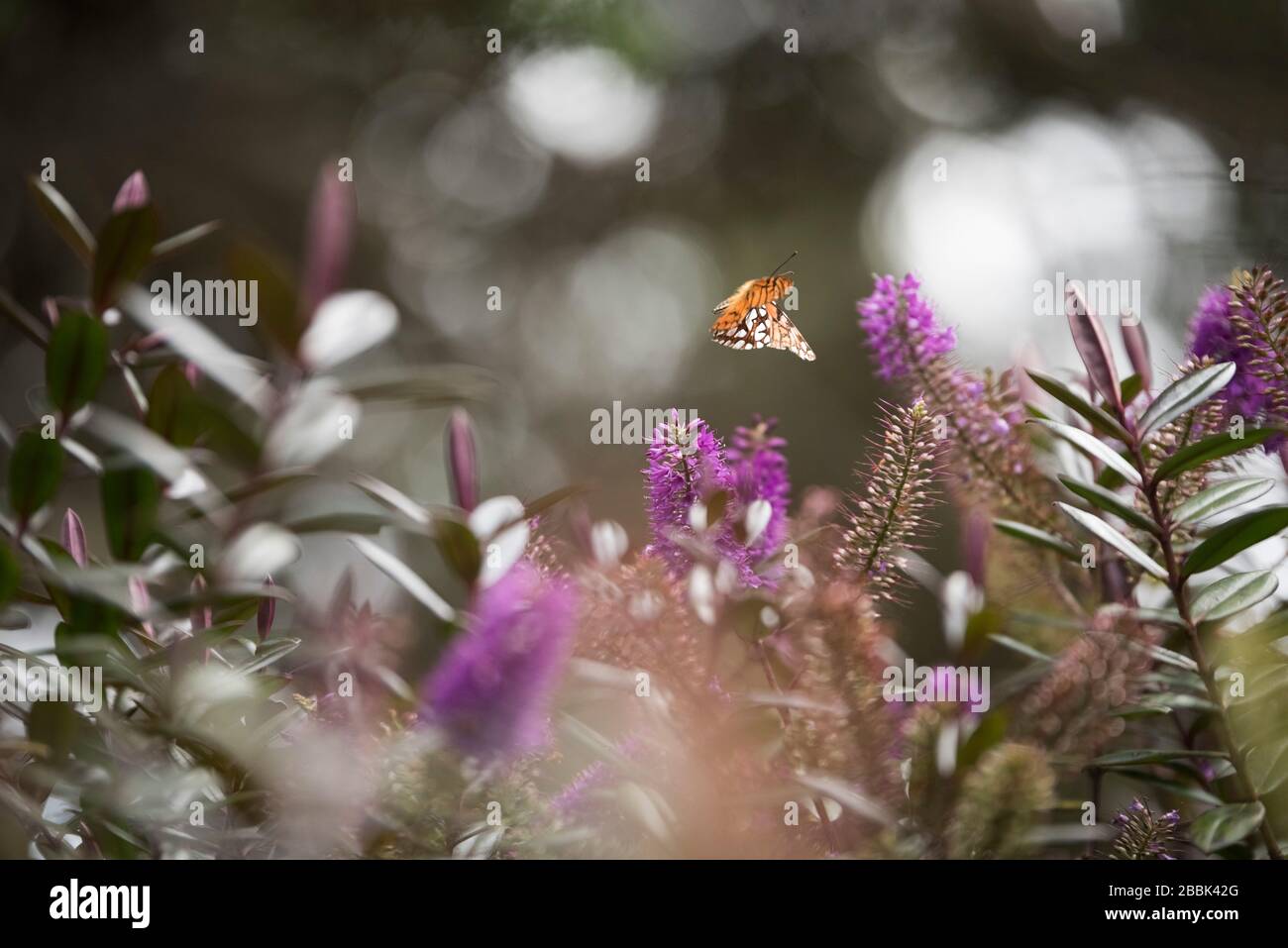 Garten, Schmetterling, der über Pflanzen fliegt, grüne Blätter und violette Blumen; verschwommener Hintergrund. La Calera, Cundinamarca, Kolumbien Stockfoto
