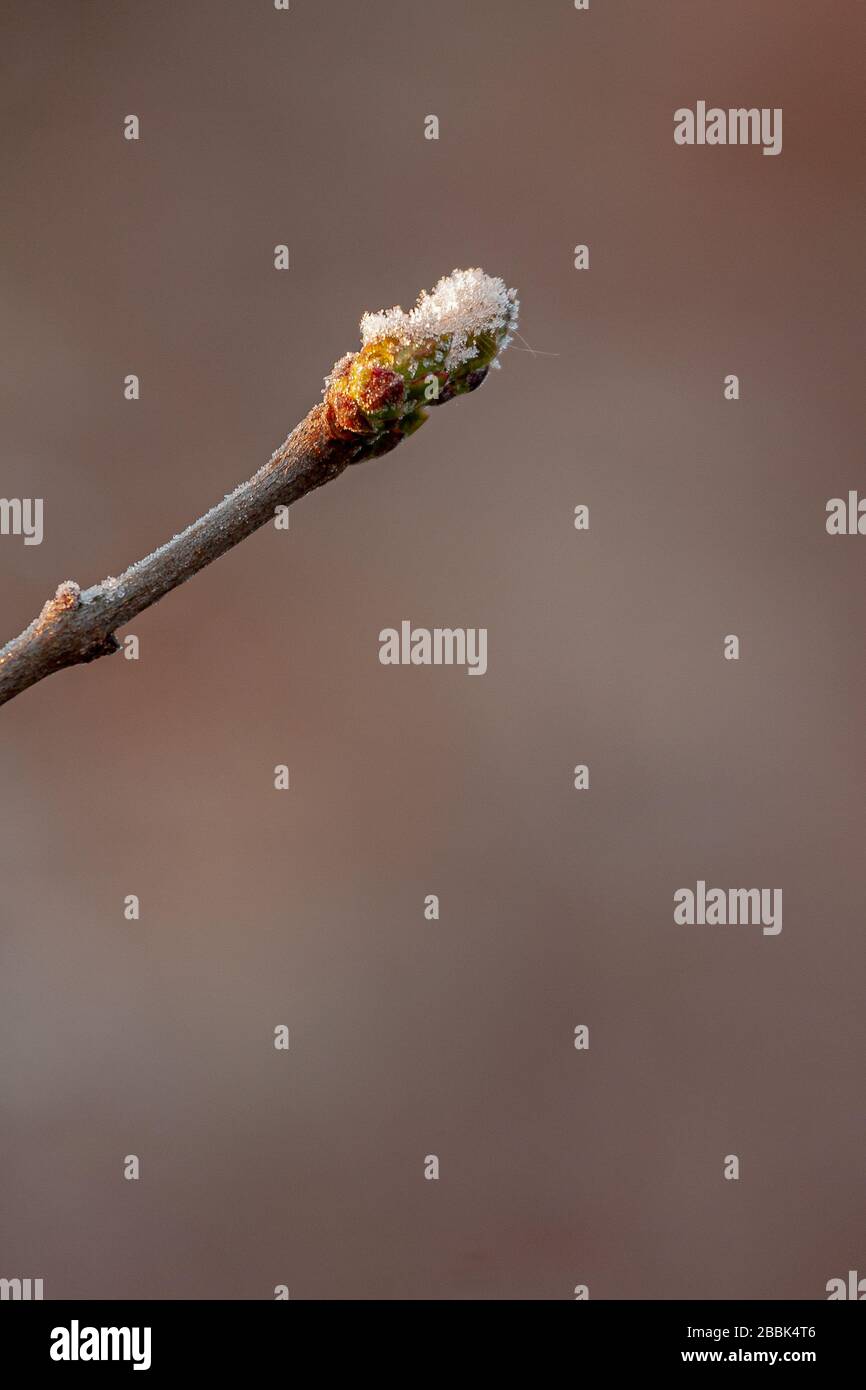 Flieder Knospe mit Schnee besprüht. Die Morgensonne im April. Federhintergrund. Stockfoto