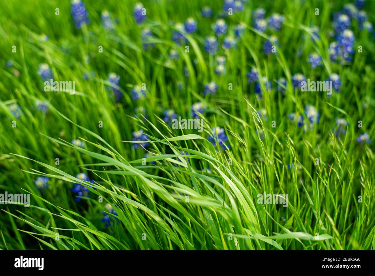 Background image lush grass field -Fotos und -Bildmaterial in hoher ...