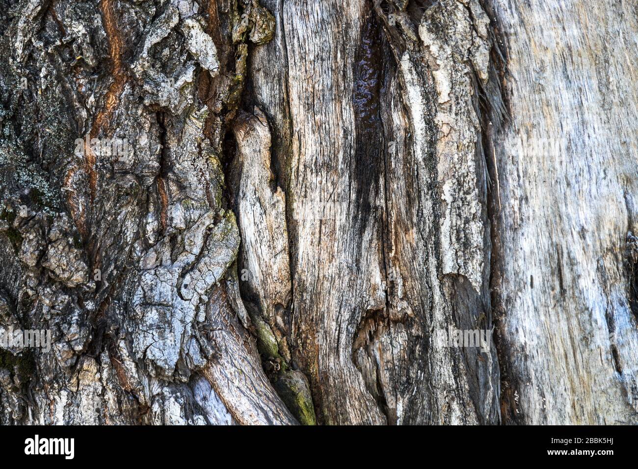 Grau verwitterter Baum Rinde Holztextur Hintergrund Stockfoto