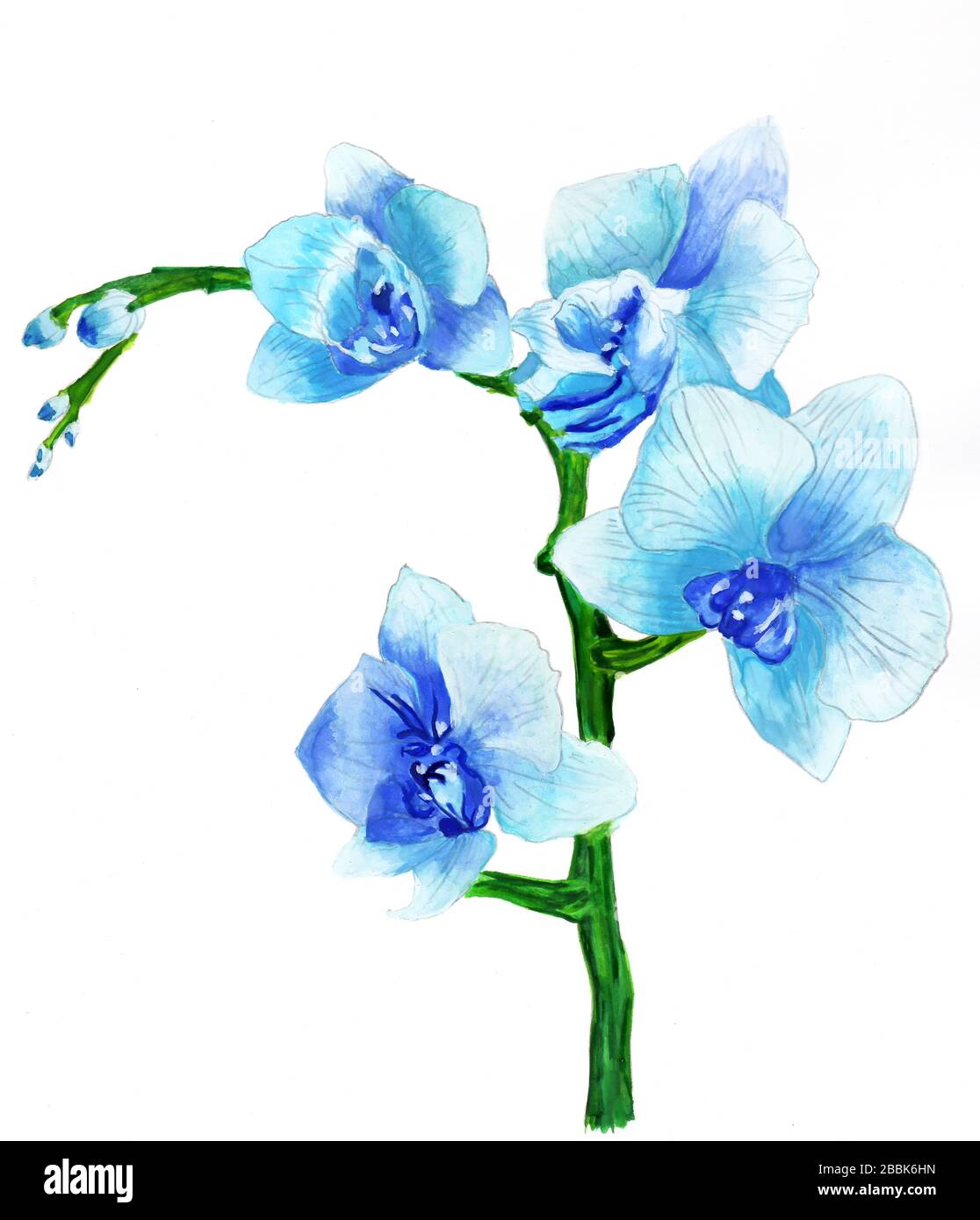 Blauer Zweig der Zeichnung der aufblühenden Orchideen-Aquarell-Zeichnung Stockfoto
