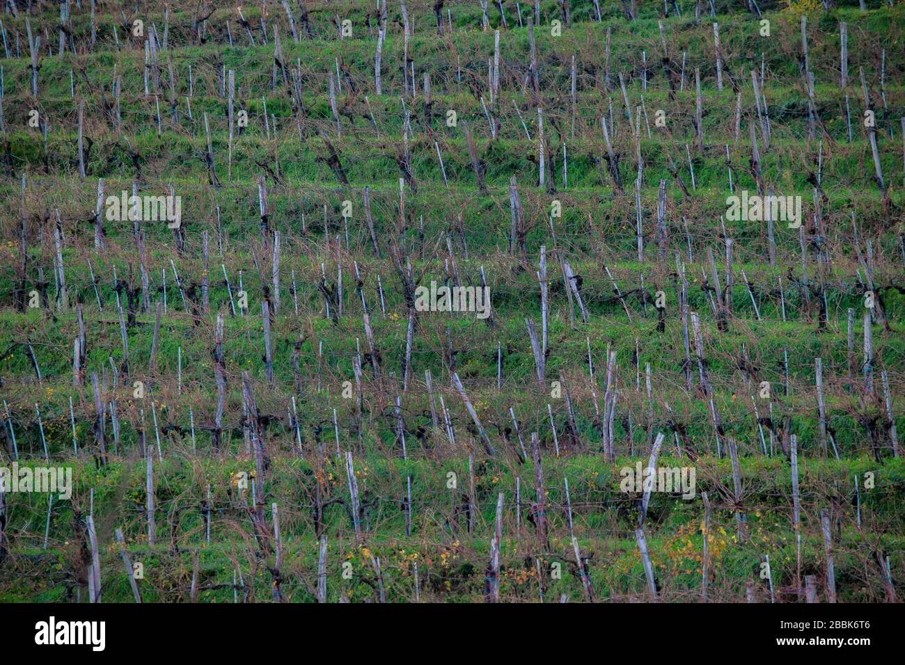 Foto der Linien im Weinberg nach der Ernte im frühen Herbst Stockfoto