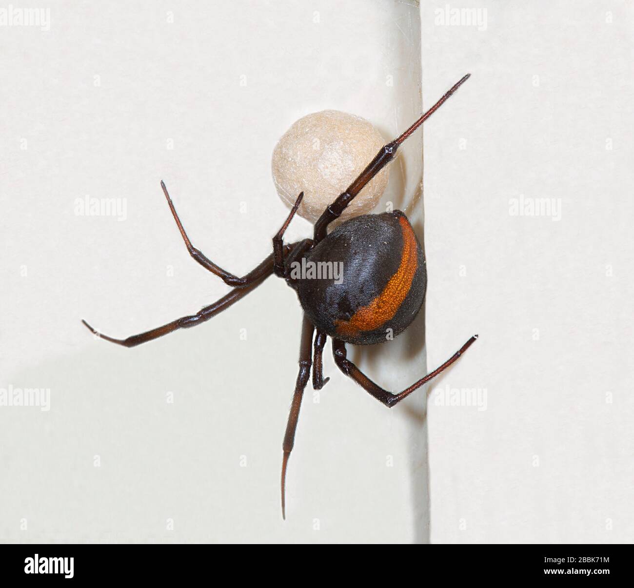 Redback Spider (Latrodectus hasseltii) bewacht seinen Eiersack. Sie ist eine verbreitete australische Venomspinne Stockfoto