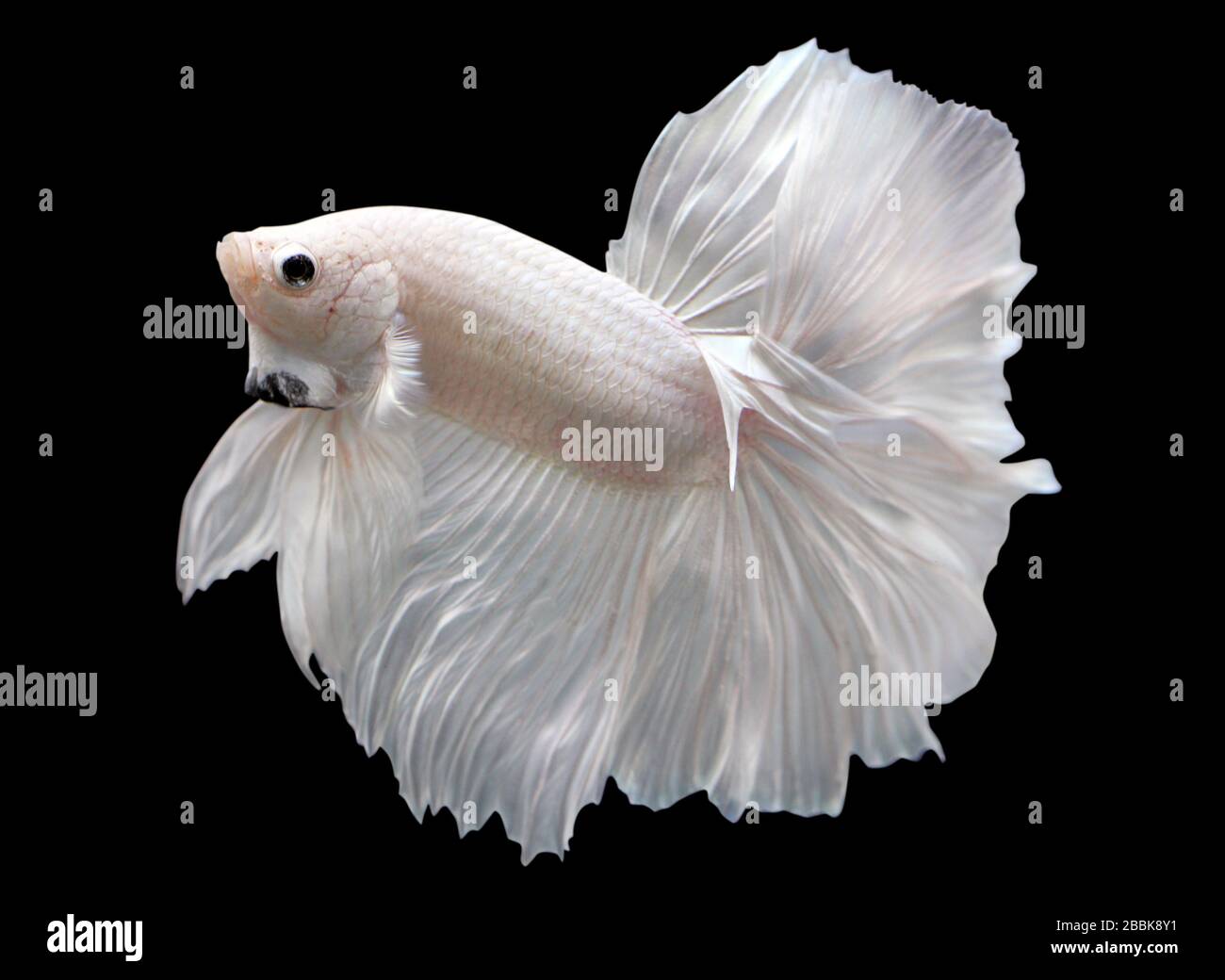 Betta White Platinum Halbmond HM Male oder Plakat Fighting Fish Splendens on Black Background. Stockfoto