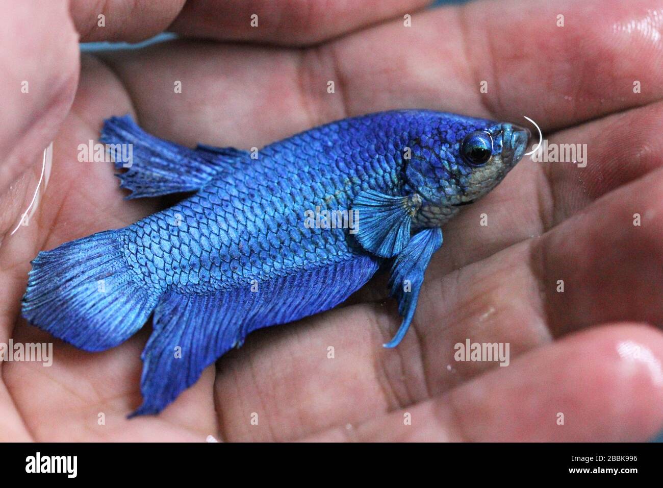 Betta Super Blue Halbmond Plakat HMPK Male oder Plakat Fighting Fish Splendens in der Hand. Stockfoto