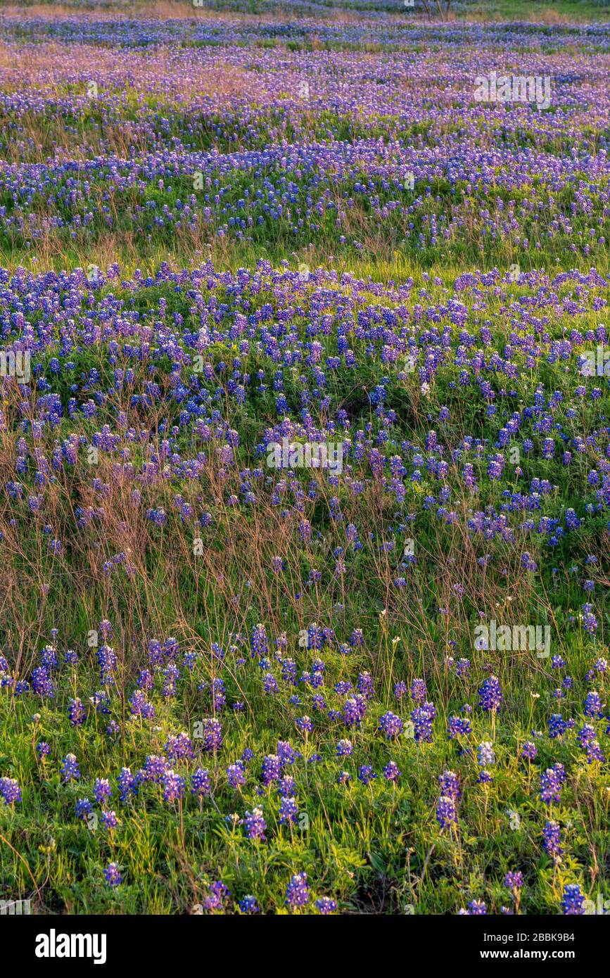 Wunderschönes Feld blauer Bonnets, das während eines leuchtend rosafarbenen Frühlingsuntergangs außerhalb von Dallas, Texas aufblüht. Stockfoto