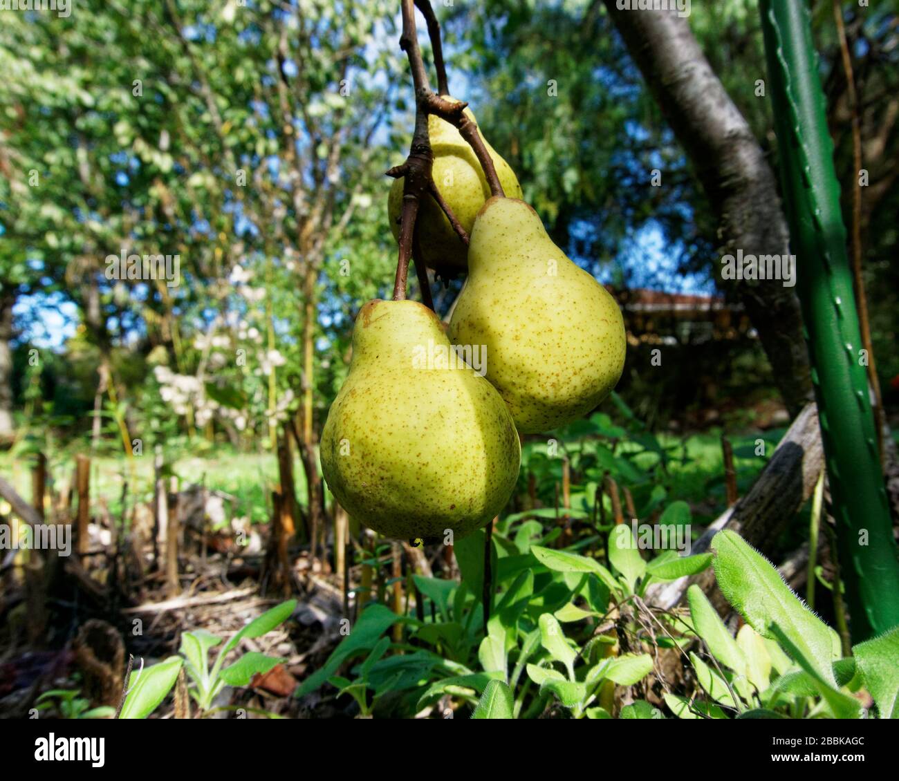 Eine Metapher: Leicht hängende Früchte sind am leichtesten zu erreichen und zu pflücken. Der erste, der aus dem Baum geht. Stockfoto