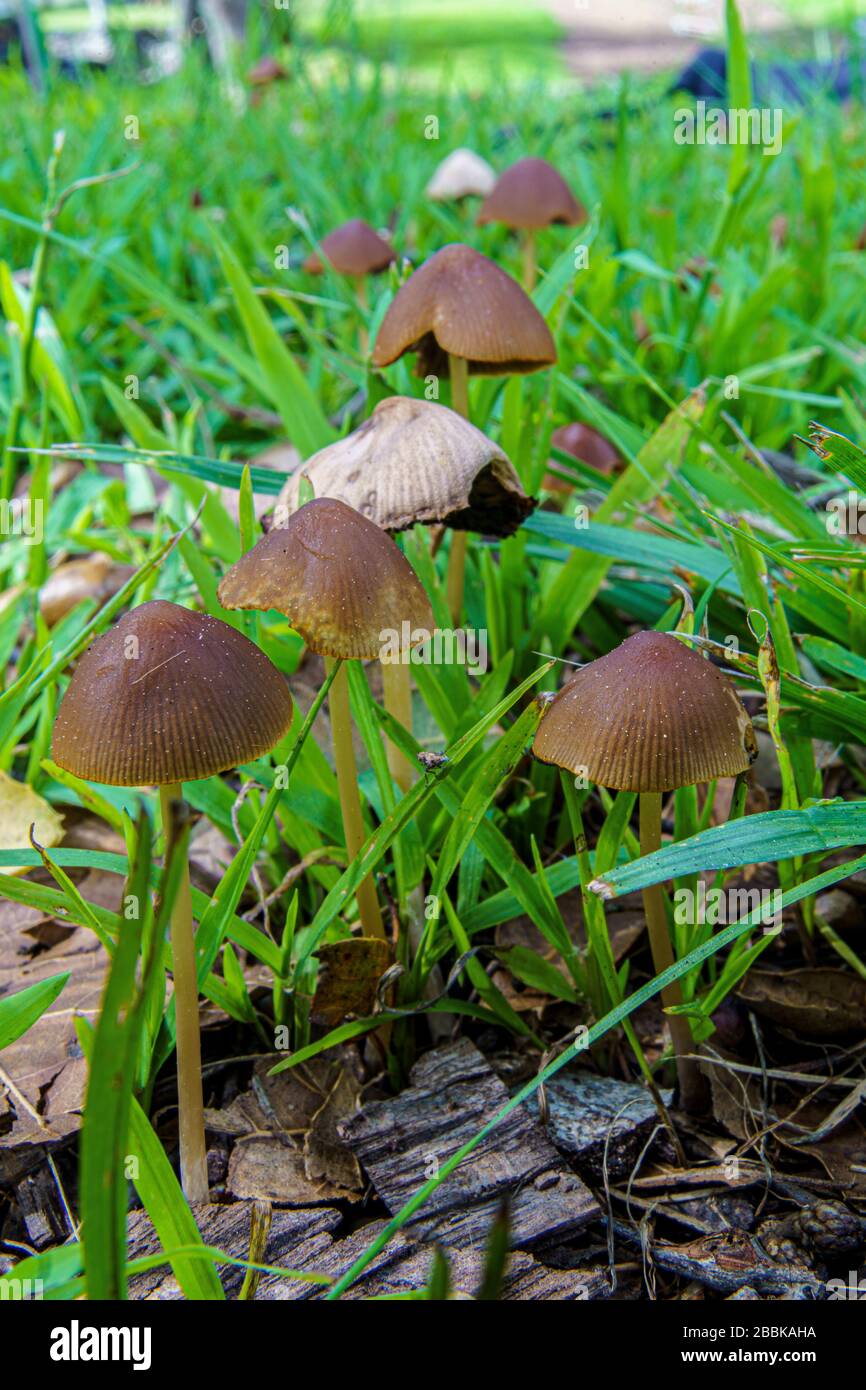 Wilde Pilze nach Regen Stockfoto