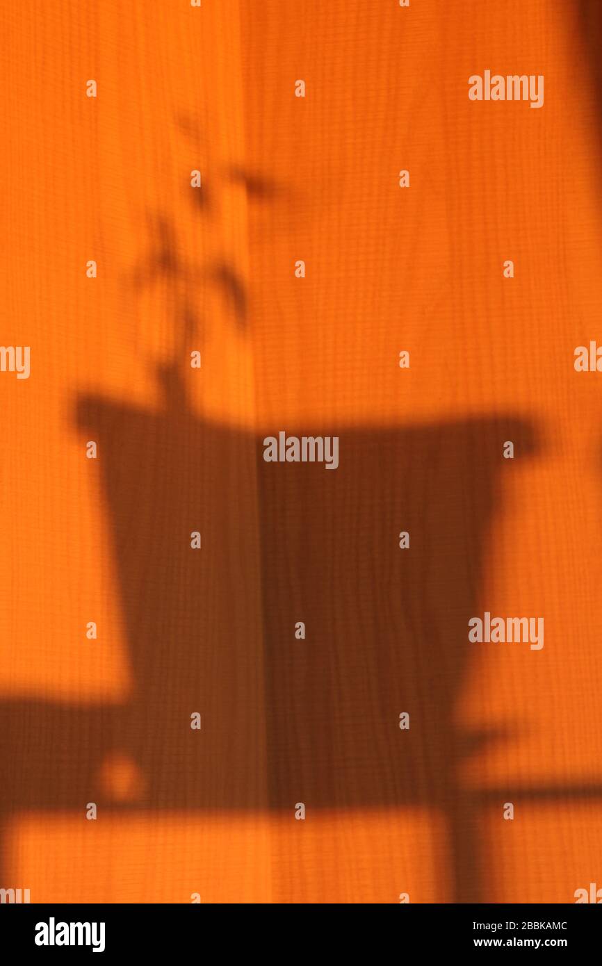 Schatten eines Blumentopfes mit einer Pflanze auf einem orangefarbenen, sonnigen Hintergrund. Stock-Illustration für Web und Print mit leerem Platz für Text und Design. Stockfoto