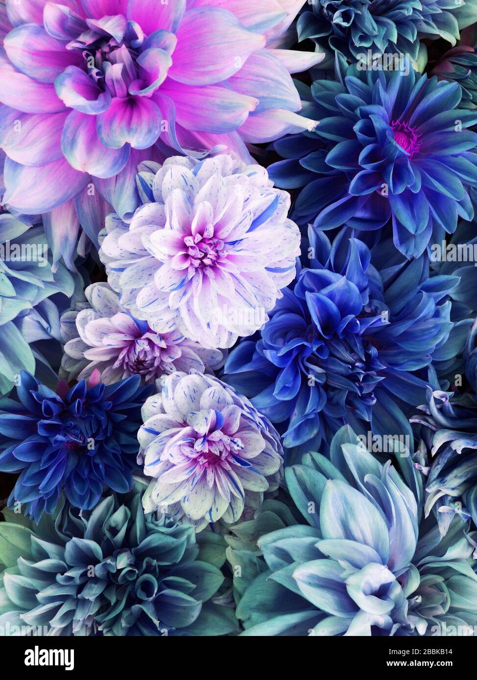 Bunte blaue, weiße und violette Dahlienblüten in voller Blüte. Stockfoto