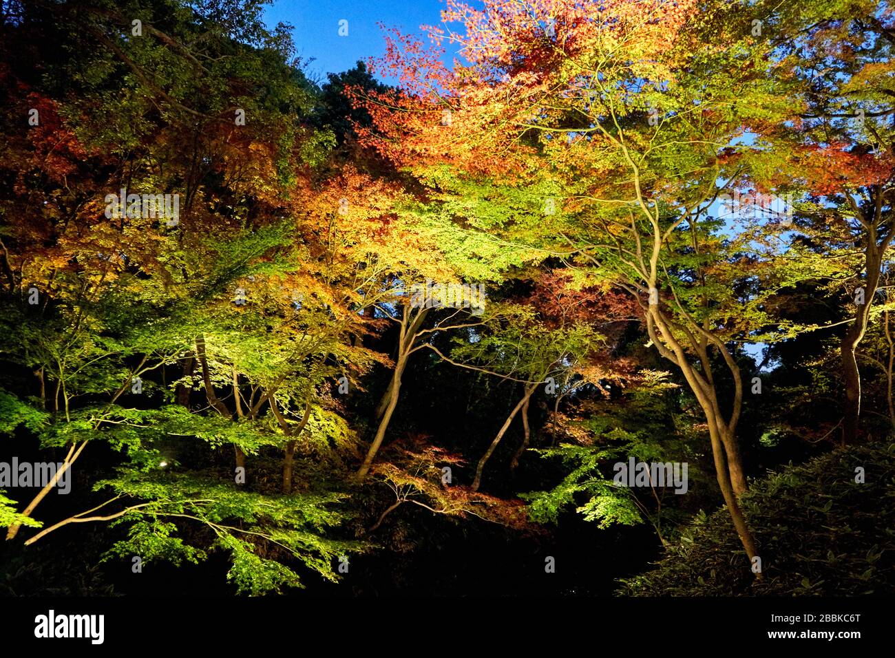 Garten im japanischen Stil, abends beleuchtet Stockfoto