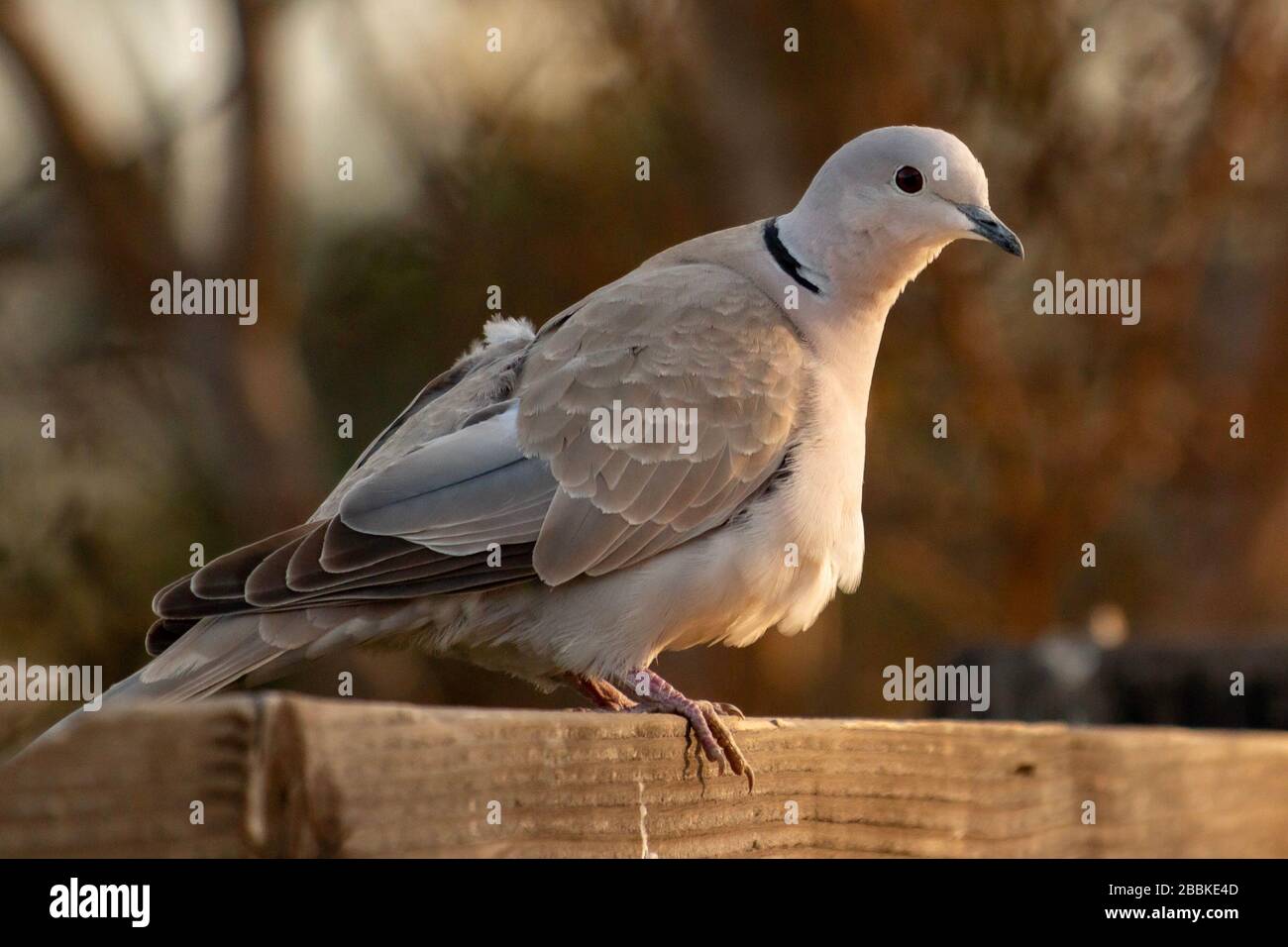 Wild Ringneck Taube auf Zaun gesetzt Stockfoto