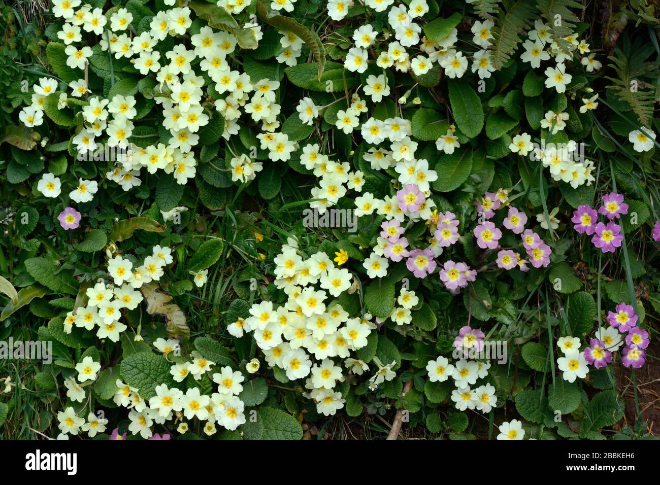 In einer Hegerow wächst eine Bank wilder Primeln Primula vulgaris Stockfoto