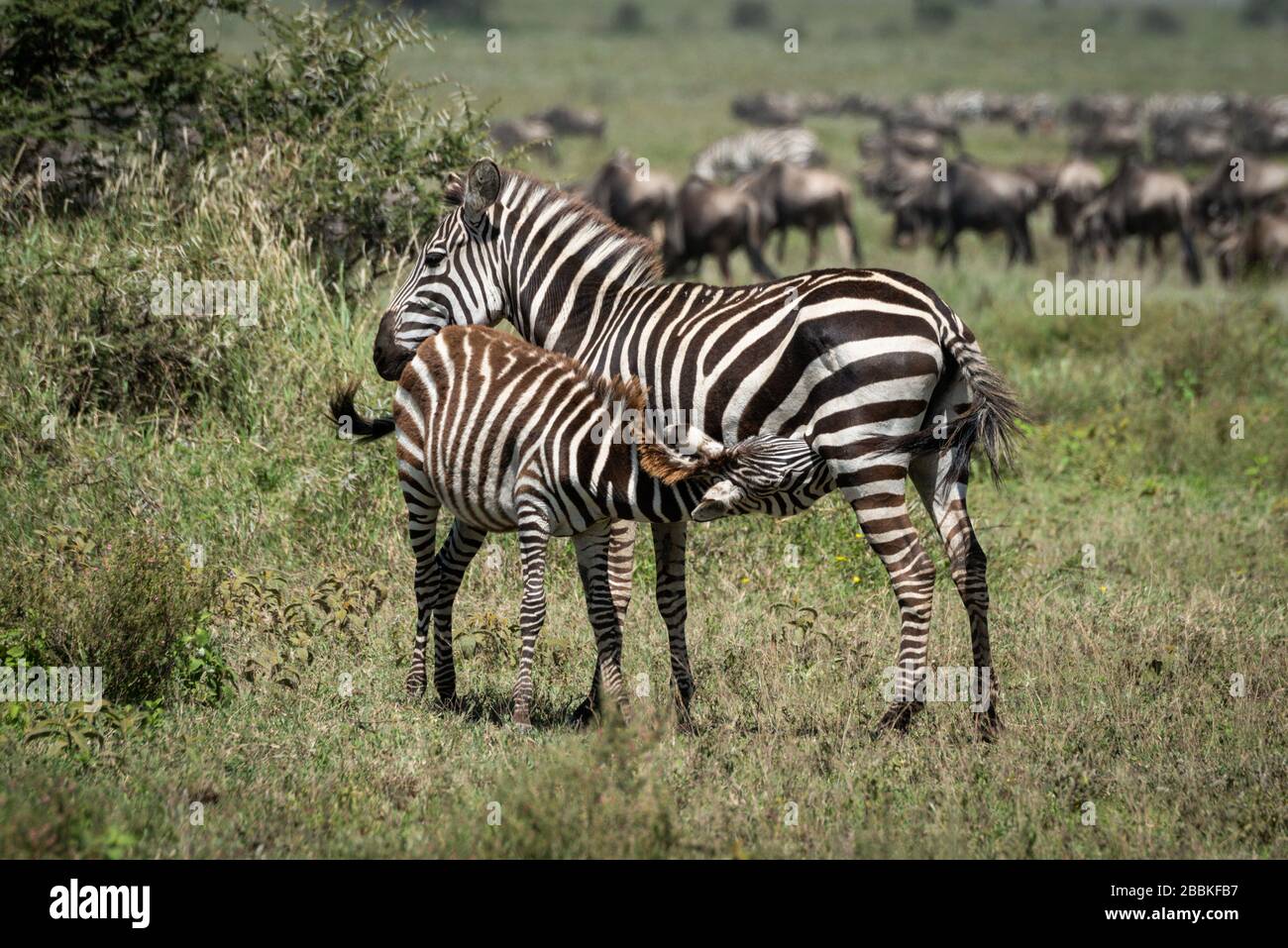 Ebenen Zebrapflege Fohlen durch große Migration Stockfoto
