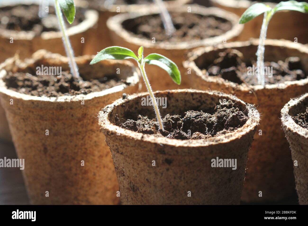 Vergossene Sämlinge, die in biologisch abbaubaren Torfmoos-Töpfen wachsen. Gartenkonzept .Junge Tomaten-Sämling-Sprosse . Stockfoto