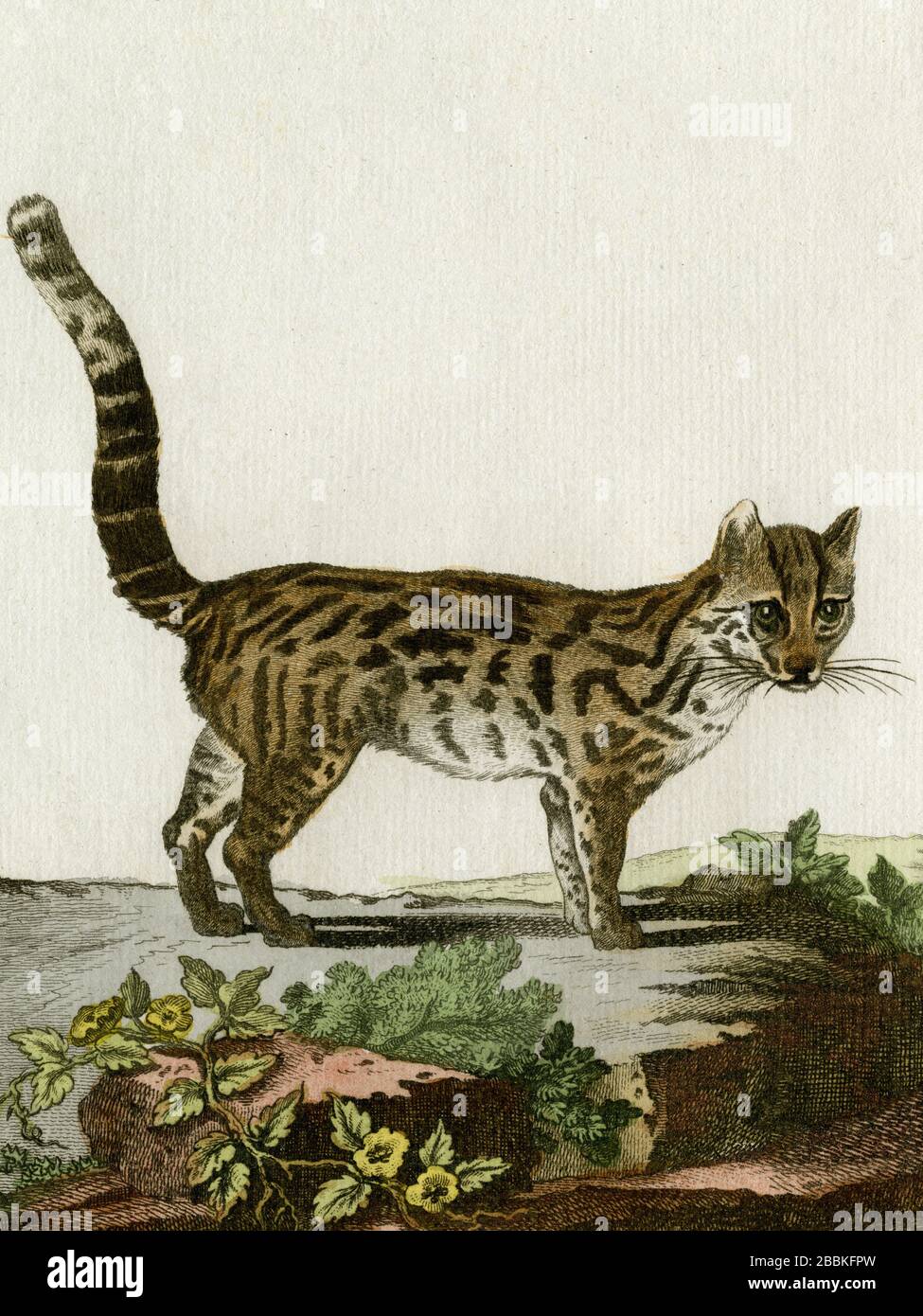 Margay, manchmal Tigerkatze oder Tigrillo genannt, eine wilde Katze. Kupferstich, der in den 1700er Jahren für den französischen Naturforscher Georges-Louis Leclerc, Comte de Buffon (1707–1788) nach einer Zeichnung des französischen Tierkünstlers Jacques Henri E. de Sève (fl.1742–1788) erstellt wurde. Die Gravur erschien in Buffons einflussreichem naturgeschichtlichem Werk, dem 36-bändigen Werk „Histoire Naturelle, générale et particulière …“, das zwischen 1749 und 1788 veröffentlicht wurde. Diese später handkolorierte Illustration stammt aus der seltenen französischen Ausgabe der „Histoire“ aus dem Jahr 1780. Stockfoto