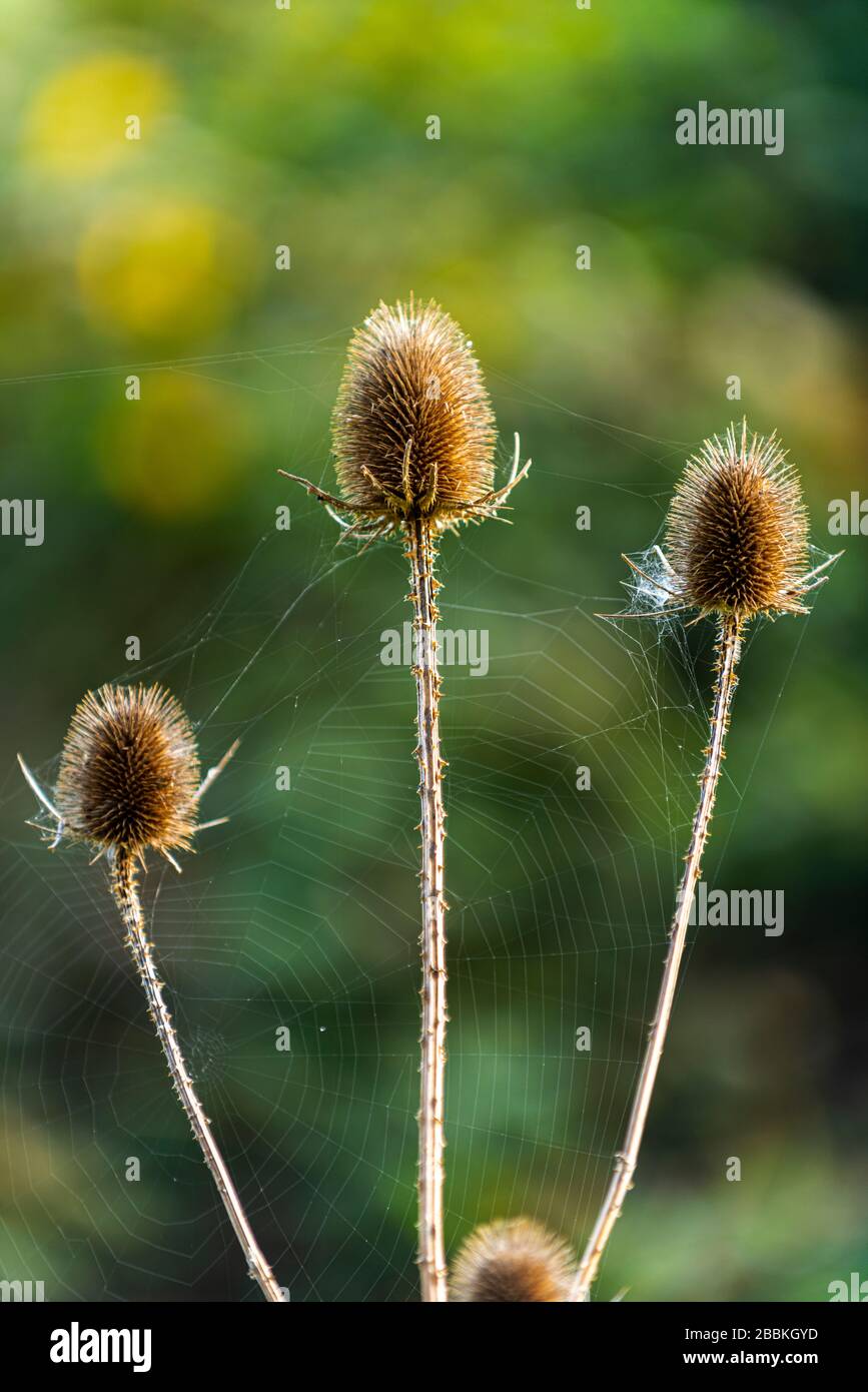 Schöner Löwenzahn am Wald Stockfoto