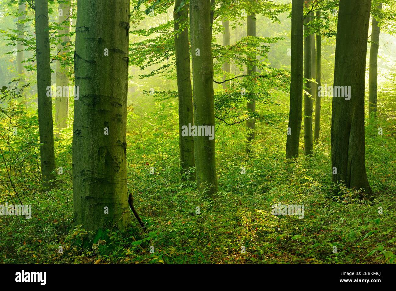 Alter Buchenwald mit beginnende Verjüngung scheint die Sonne durch Dunst, bei Freyburg, im Burglandkreis, Sachsen-Anhalt, Deutschland Stockfoto Alter Buchenwald mit beginnende Verjüngung scheint die Sonne durch Dunst, bei Freyburg, im Burglandkreis, Sachsen-Anhalt, Deutschland Stockfoto