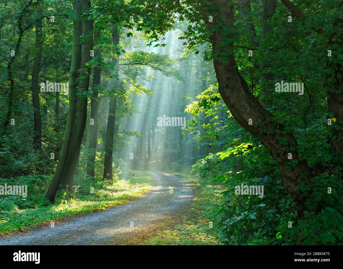 Wanderweg durch lichtdurchfluteten Wald, Sonne scheint durch Morgennebel, Laubwald, Ziegelrodaer Wald, bei Allstedt, Mansfeld-Süd Stockfoto