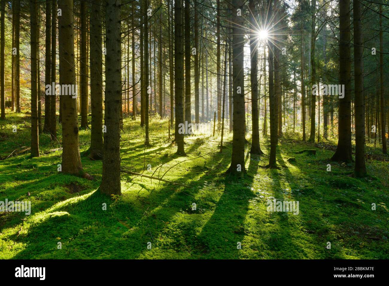 Lichtdurchfluteter Fichtenwald, Sonne scheint durch Morgennebel, Waldboden, Schwäbische Alb, Baden-Württemberg, Deutschland Stockfoto