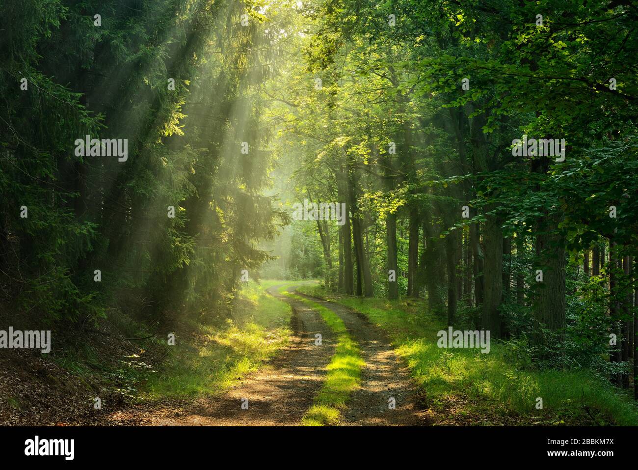 Wanderweg schlängelt sich durch lichtdurchfluteten Wald, Sonne scheint durch Morgennebel, Thüringer Schiefergebirge, bei Bad Lobenstein, Thüringen, Deutschland Stockfoto