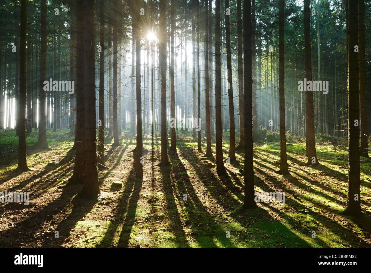 Lichtdurchfluteter Fichtenwald, Sonne scheint, lange Schatten auf dem Waldboden, Thüringer Schiefergebirge, bei Bad Lobenstein, Thüringen, Deutschland Stockfoto