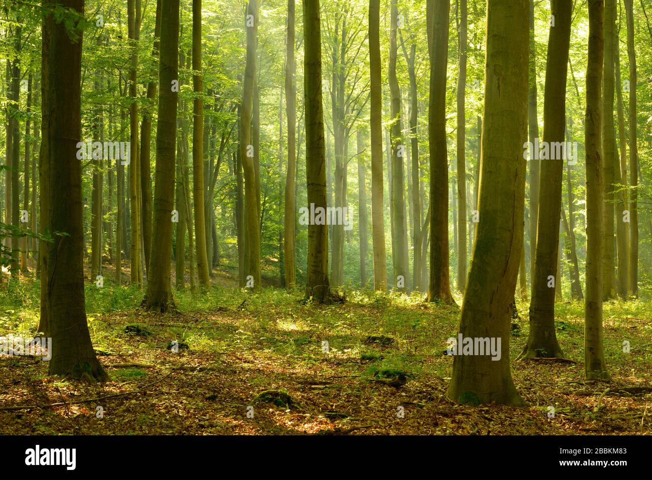 Sonniger Buchenwald, Sonne scheint durch Dunst, Flechtinger Hoehenzug, Sachsen-Anhalt, Deutschland Stockfoto Sonniger Buchenwald, Sonne scheint durch Dunst, Flechtinger Hoehenzug, Sachsen-Anhalt, Deutschland Stockfoto