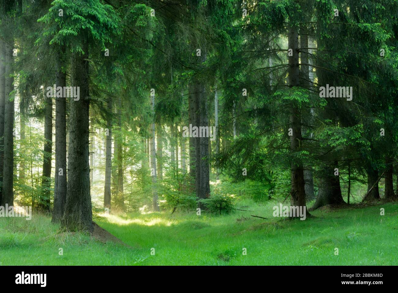 Halbnatürlicher Fichtenwald im Harz scheint am frühen Morgen bei Harzgerode, Sachsen-Anhalt, die Sonne durch Dunst Stockfoto Halbnatürlicher Fichtenwald im Harz scheint am frühen Morgen bei Harzgerode, Sachsen-Anhalt, die Sonne durch Dunst Stockfoto