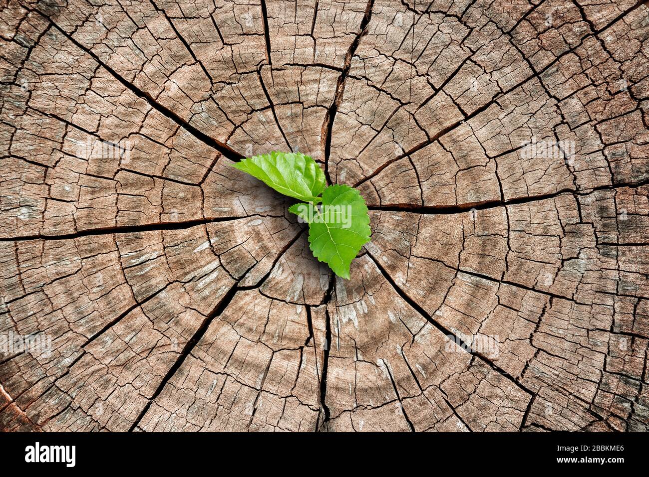 Ein neues Leben beginnt mit dem Spross grüner Blätter auf einem abgestorbenen Baumstumpf. Erholung der Natur Stockfoto