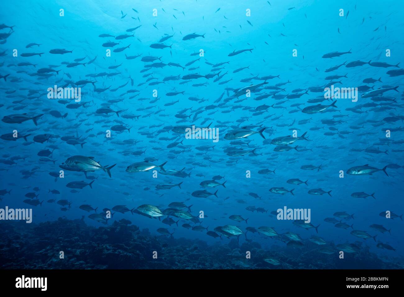 Verteilen Sie schuhige bigeye Trevallys (Caranx sexfasciatus) schwimmt über das Korallenriffe in blauem Wasser, im Indischen Ozean und auf den Malediven Stockfoto