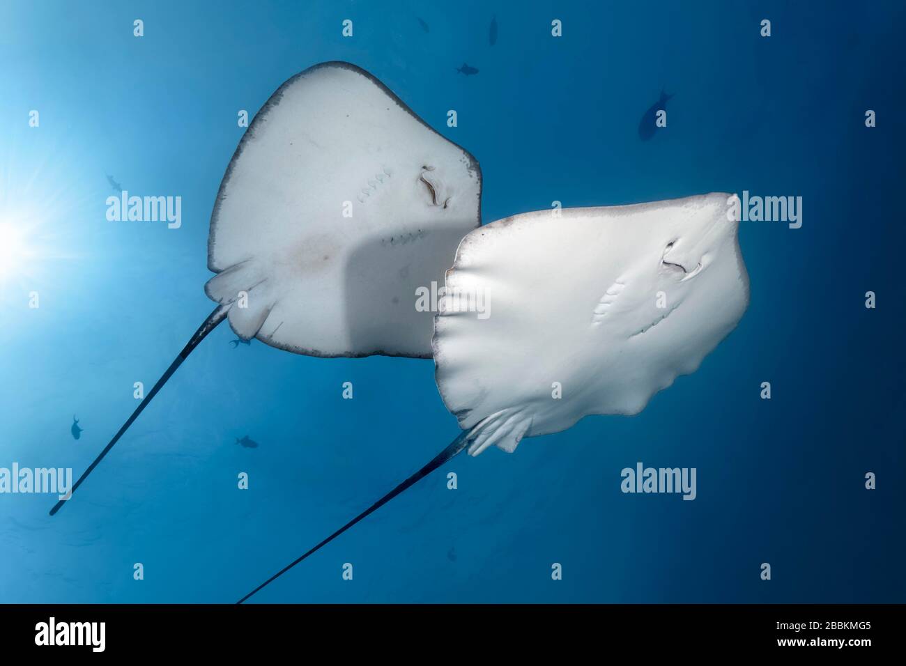 Links Blackspotted Stingray (Taeniura meyeni), rechts pink whipray (Himantura fai) von unten, Backlight, Sun, Indischer Ozean, Malediven Stockfoto